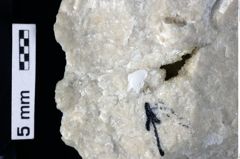 Foto (Detailansicht) von Decapoda indet. (NHMW-GEO-1990-0041-0435)